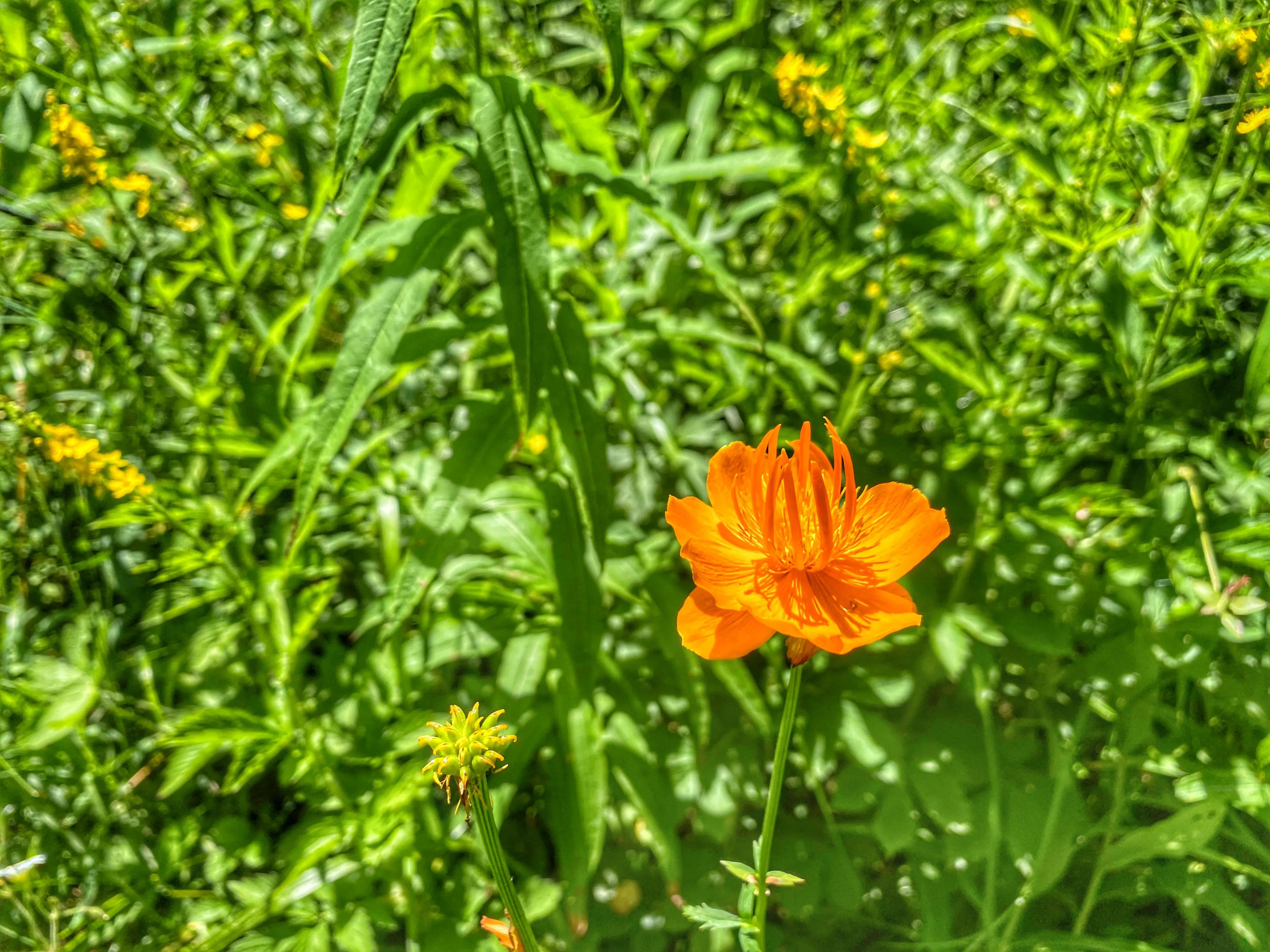 川西高山草甸云海露营,川西高原露营看云海星空
