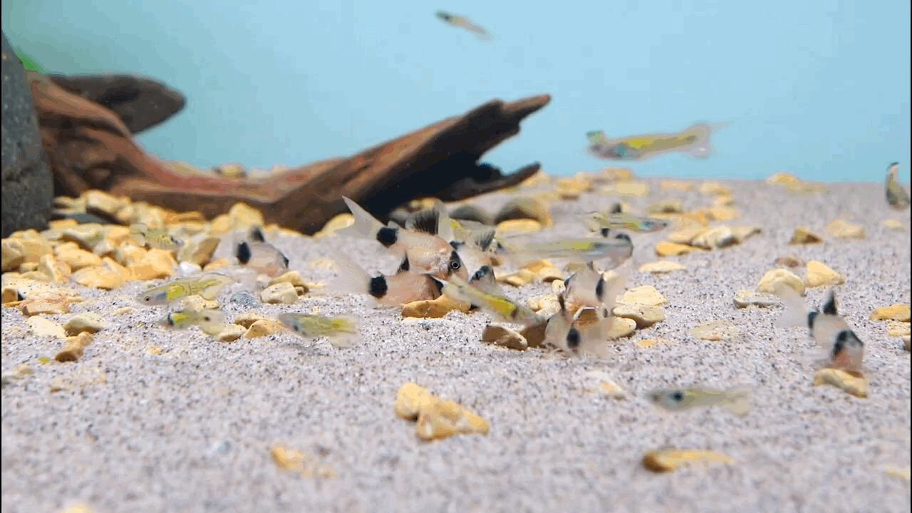 水草小缸养什么鱼最好,适合小型裸缸养的鱼