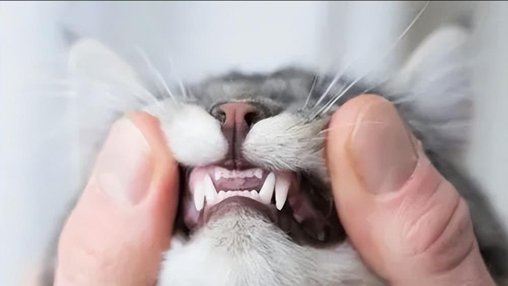 猫咪会长铁线虫吗,猫咪会长蛀牙吗