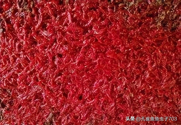 春季鱼为什么死亡如何救活,自己养的鱼无征兆死亡怎么回事