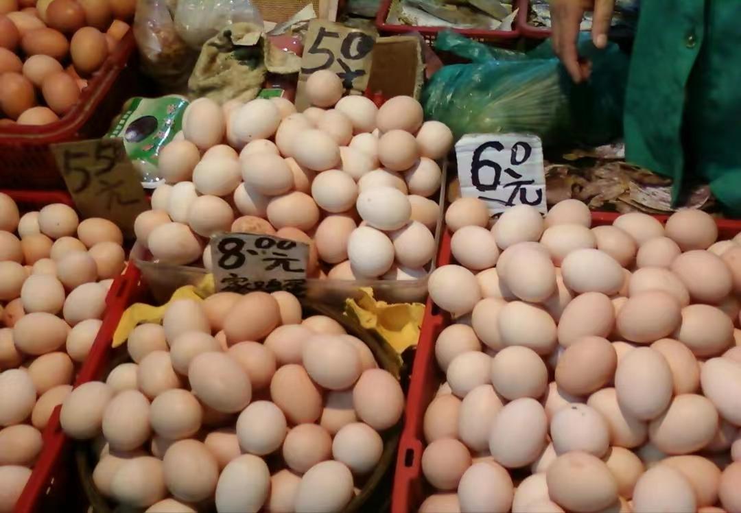 行情突变！9月8日猪价“崩塌预警”，玉米、鸡蛋、油价“太揪心”