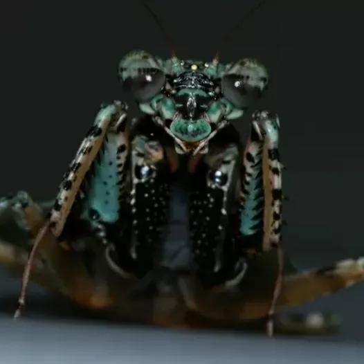 螳螂吃掉自己丈夫的头,螳螂为什么吃掉配偶螳螂吃蛇