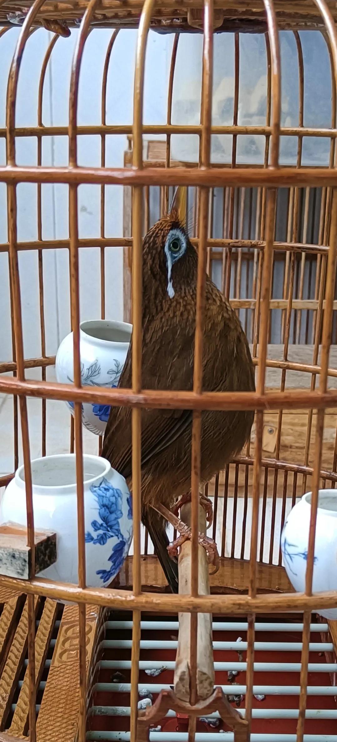 画眉打斗的口诀,画眉打斗时候怎么评输赢