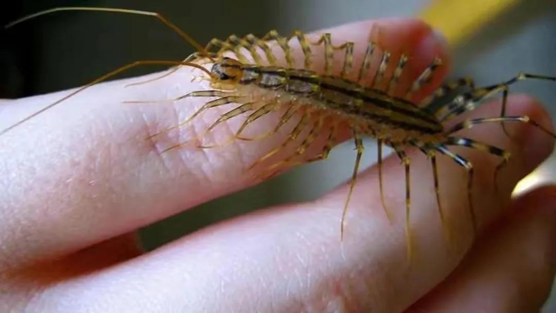 家里经常出现的小虫子有哪些,最近家里总是出现那种小虫子