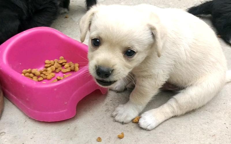 雪纳瑞幼犬喂养小知识,幼犬喂养小知识