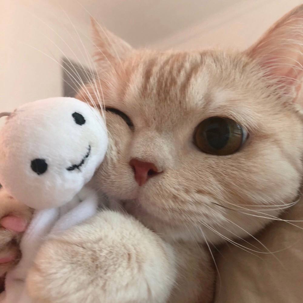 猫咪取名有多离谱,猫咪取名招来好运气