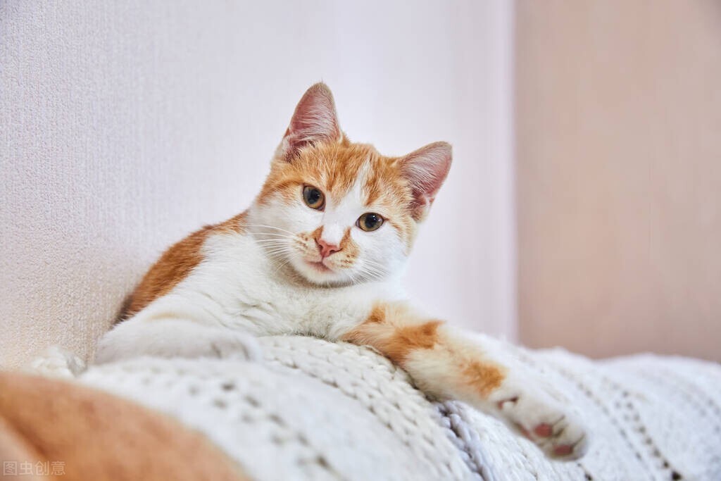 猫咪流鼻涕疾病在线咨询,猫咪是不是得了呼吸道感染病