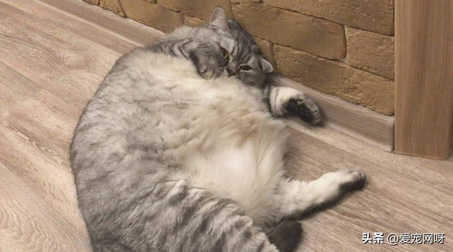 母猫产前知识,母猫分娩前的征兆