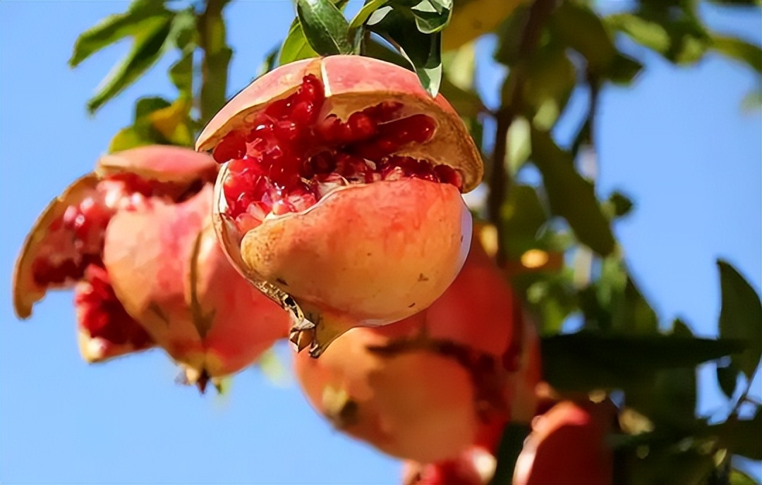 番石榴和石榴是同一种植物动物吗,请问番石榴和石榴是同一种水果吗