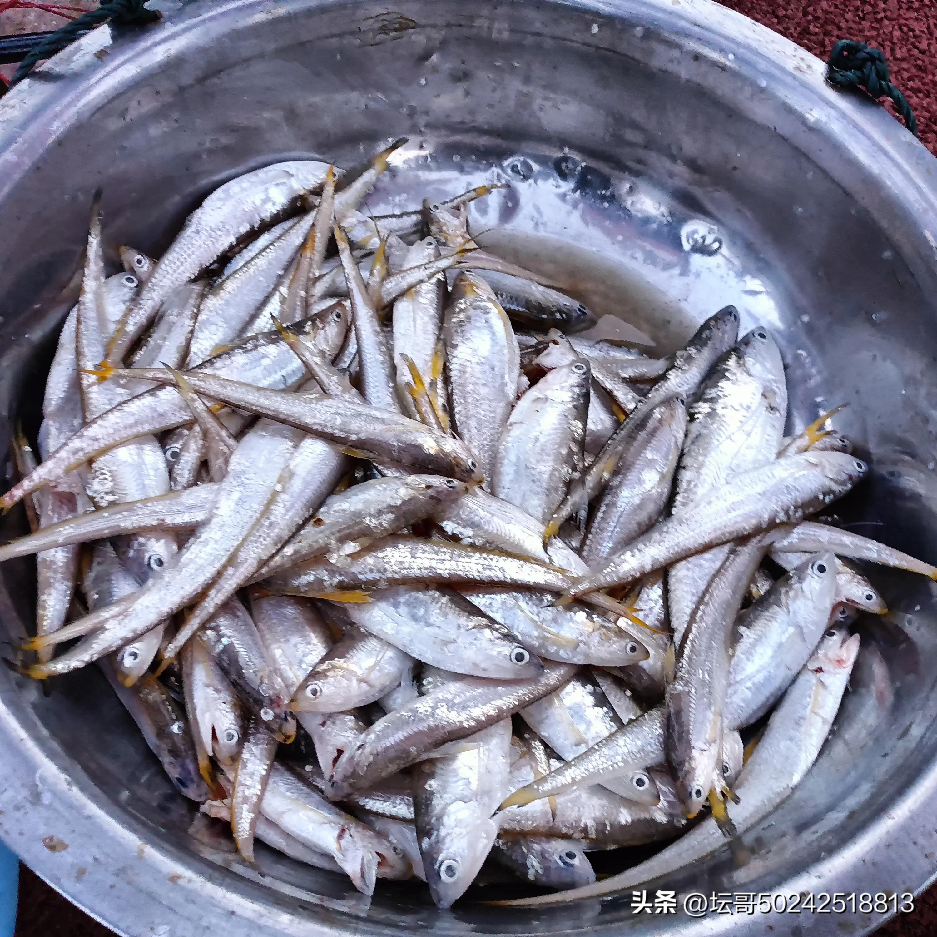 赛岐凤尾鱼价格,赛岐凤尾鱼