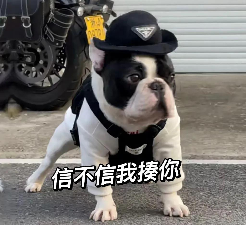 狗狗呕吐拉稀不吃东西还能活多久,狗狗老了站不起来了还能活多久