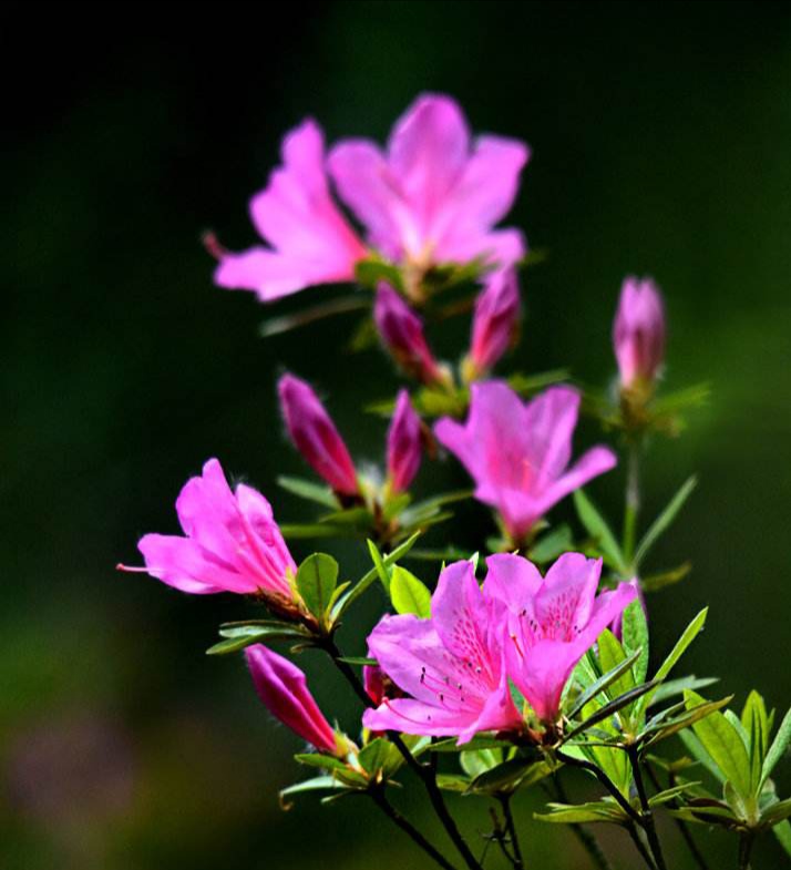 清明期间开的野花有哪些,清明节野花
