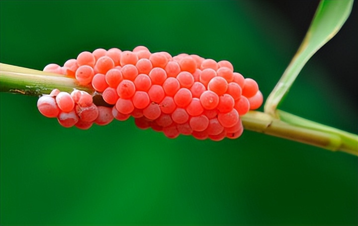 广西女童脑死亡父母捐其器官,小孩脑子取出活虫
