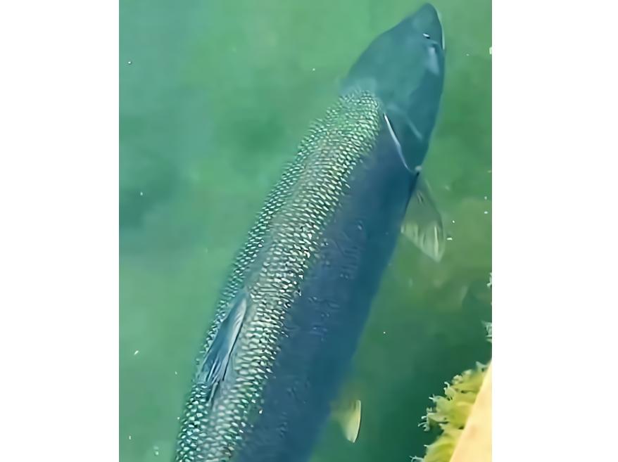 三峡水坝大鱼横行,三峡区出现大量水老虎