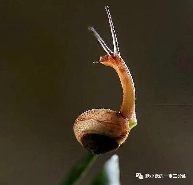 散步的蜗牛,水里游的蜗牛