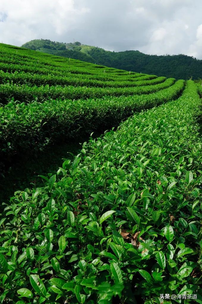 写春天的著名唐诗宋词加赏析,十首描写春天的宋词