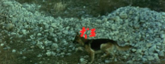 周润发和张卫健,张卫健周润发