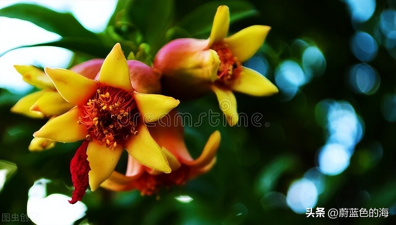 石榴熟了,石榴熟了阿娜尔罕怎么了