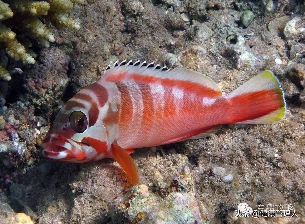 美容护肤食疗方案,美容护肤养生介绍