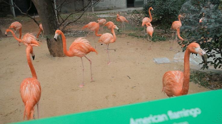 红山动物园亏损3千万网友很着急,近两年疫情原因导致亏损如何翻身