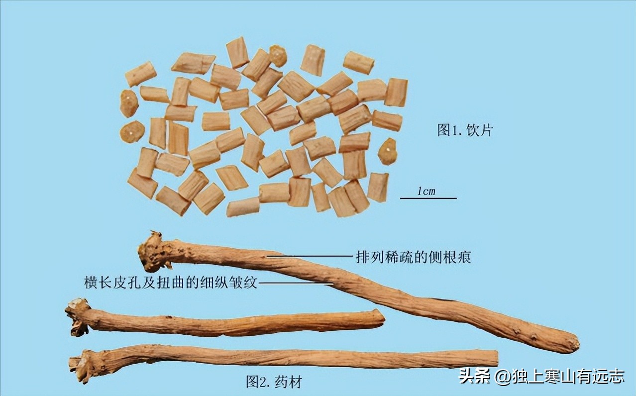 对下肢有效的中药牛膝,牛膝用的十二味中药