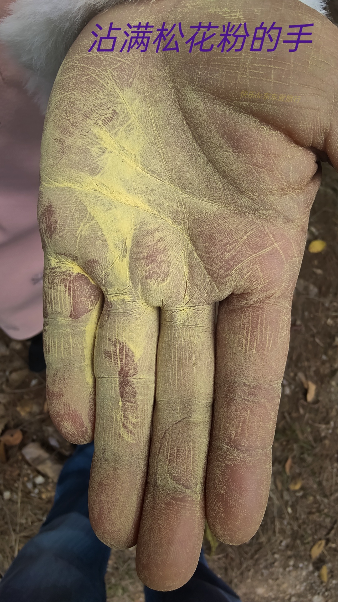 大家纷纷出去赏樱花，我却和老婆偷偷去山里看松树花，收获如何？