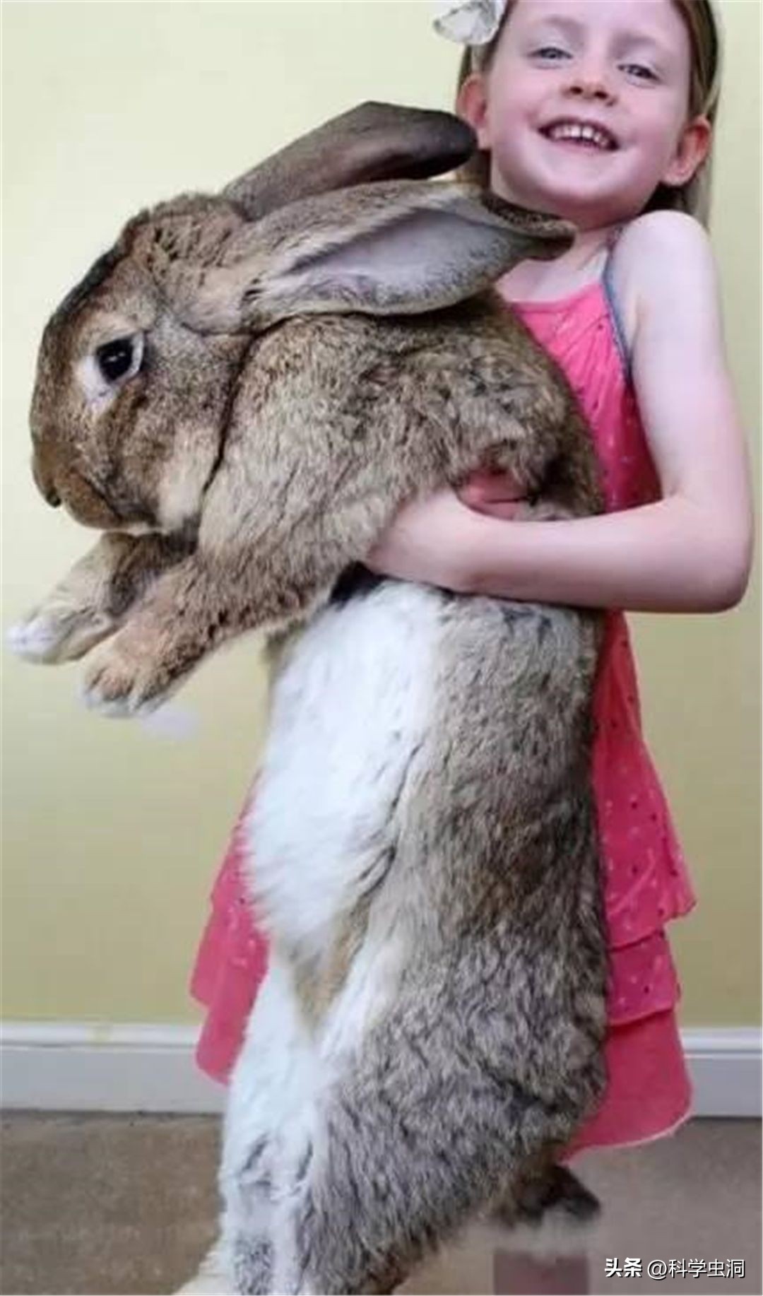 澳洲的野兔泛滥成灾的主要原因,澳洲野兔泛滥源头