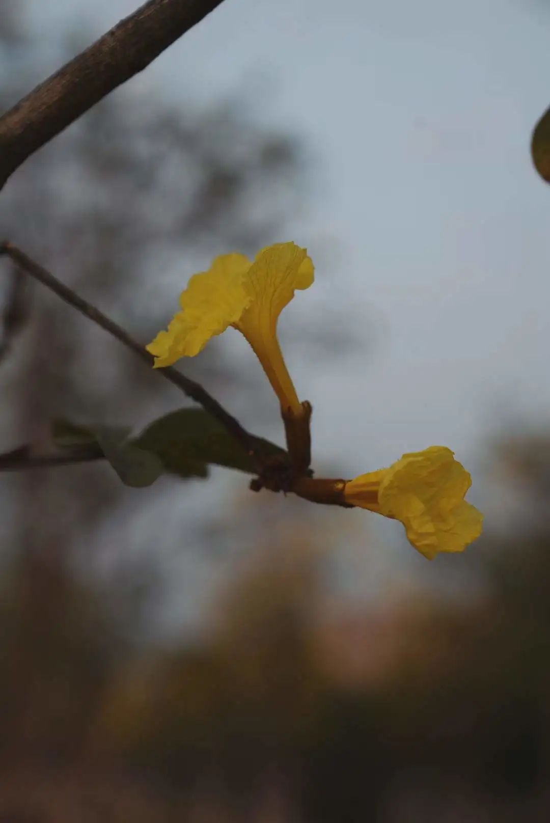 想为你写首诗大全,为你写一首浪漫的情诗