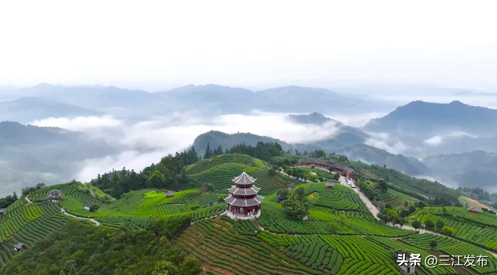 【媒体看三江】新华社聚焦三江：侗乡农民种茶制茶增收致富