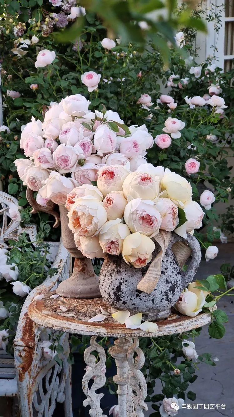 第八届园丁奖露台组《030号》洛基花园