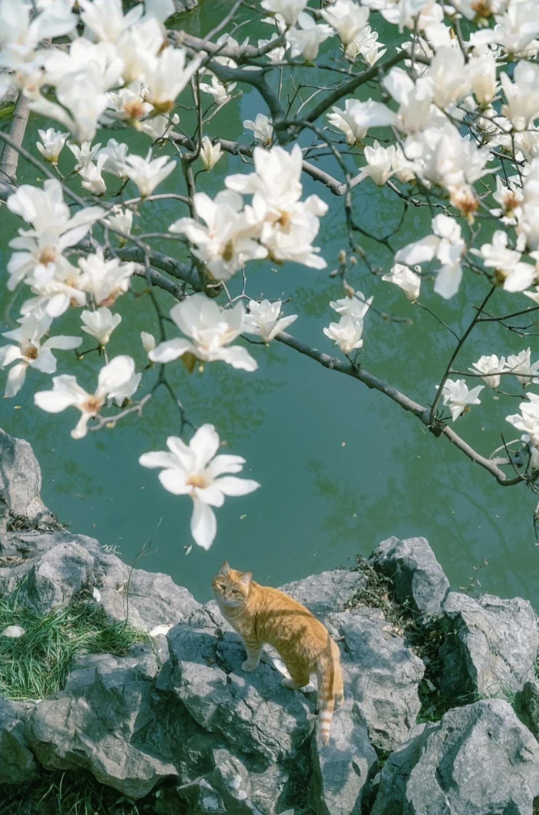 治愈系壁纸｜132张可爱小猫咪的样子