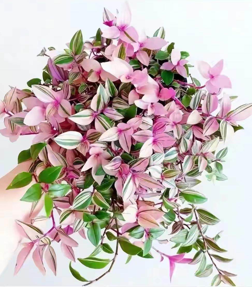 客厅买什么花放最好风水旺,客厅摆什么花容易招财运