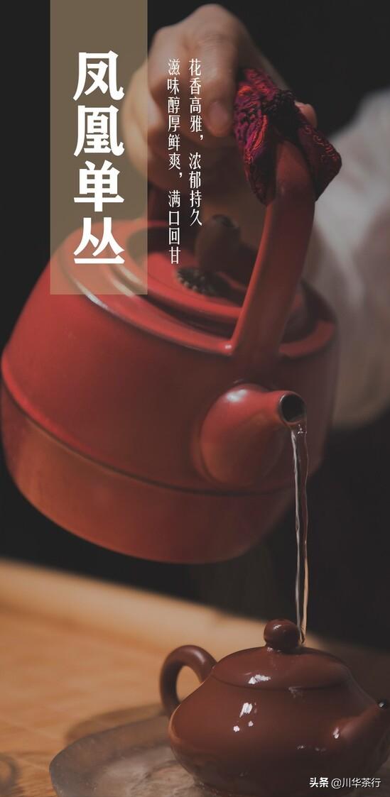 3分钟带你了解凤凰单丛茶,讲凤凰单丛短视频