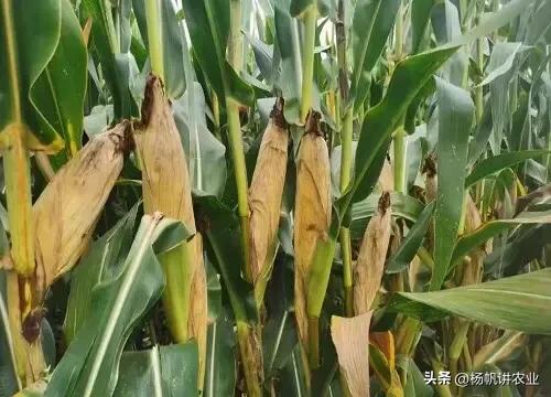 鲁单888玉米种,鲁单510地区高产玉米品种