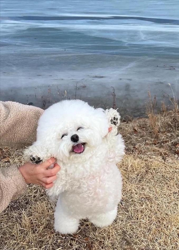 和明星撞脸的狗狗,撞脸明星的狗狗