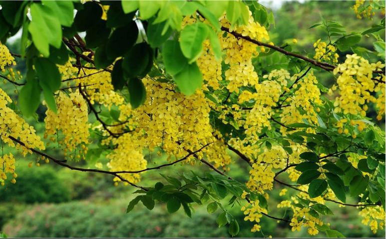 仙人掌墨西哥国花,仙人掌哪个国家的国花