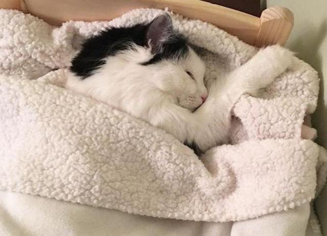 为啥猫咪喜欢钻柜子里面,为什么猫咪喜欢钻被窝和主人睡觉