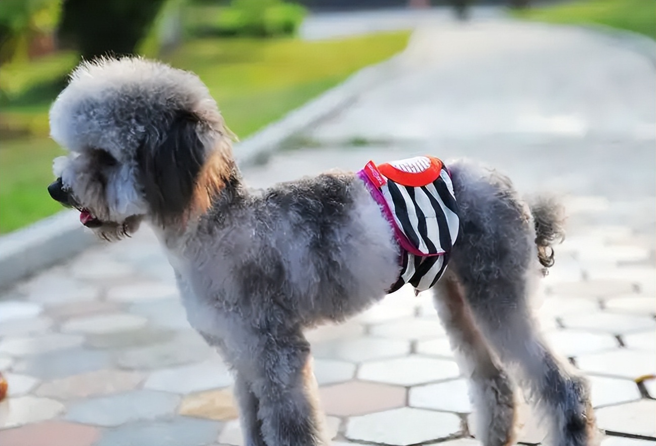 狗狗姨妈期间可以不用生理裤吗,狗狗穿生理裤好还是纸尿裤好