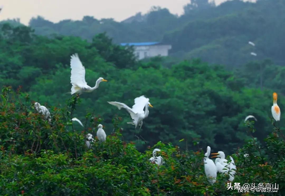 京山摄影爱好者,京山市摄影最牛的人