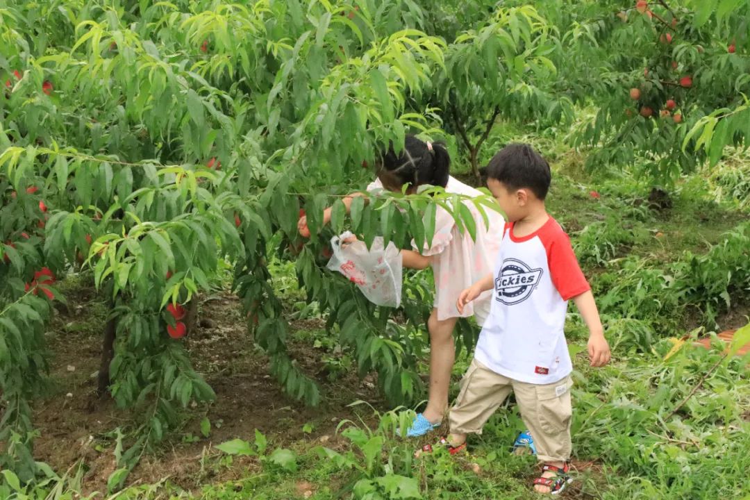 驴妈妈端午旅游报告,驴妈妈发布2017端午出游报告