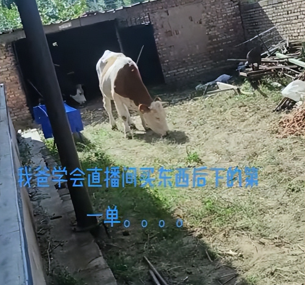 男子45000网购4头牛,爸爸第1次网购买下整头牛