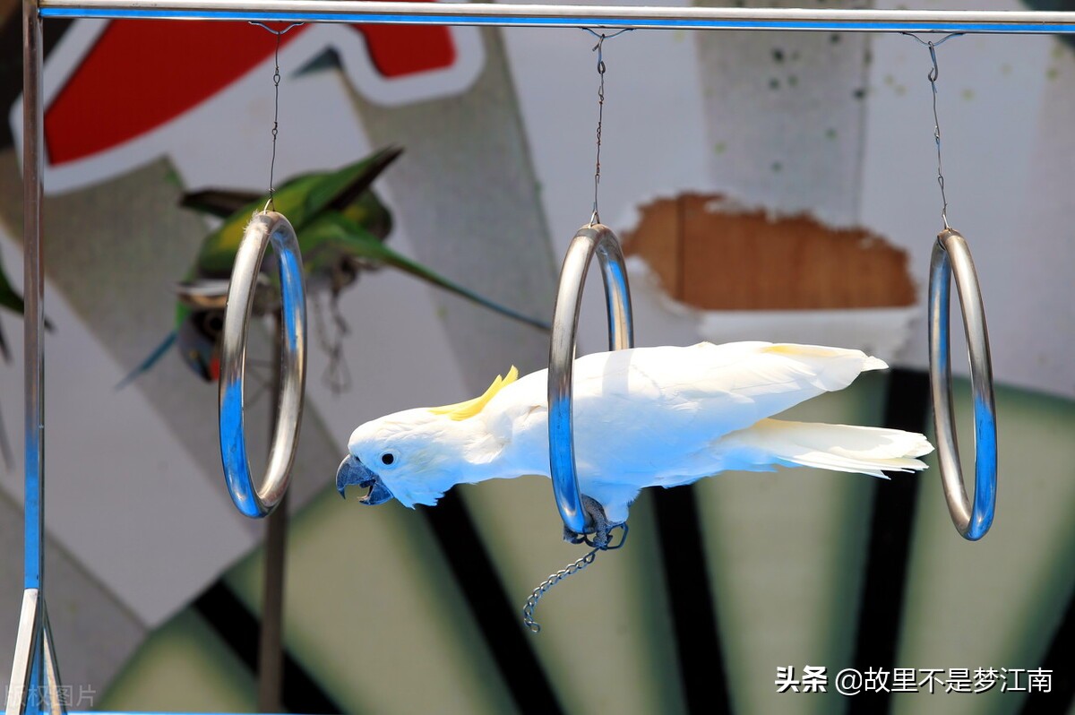 百鸟园儿童乐园,百鸟公园儿童乐园