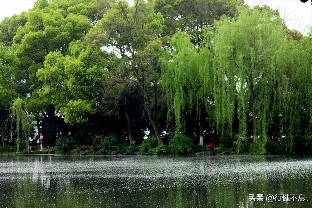 西湖荷花诗句古诗大全,荷花美景的诗句大全