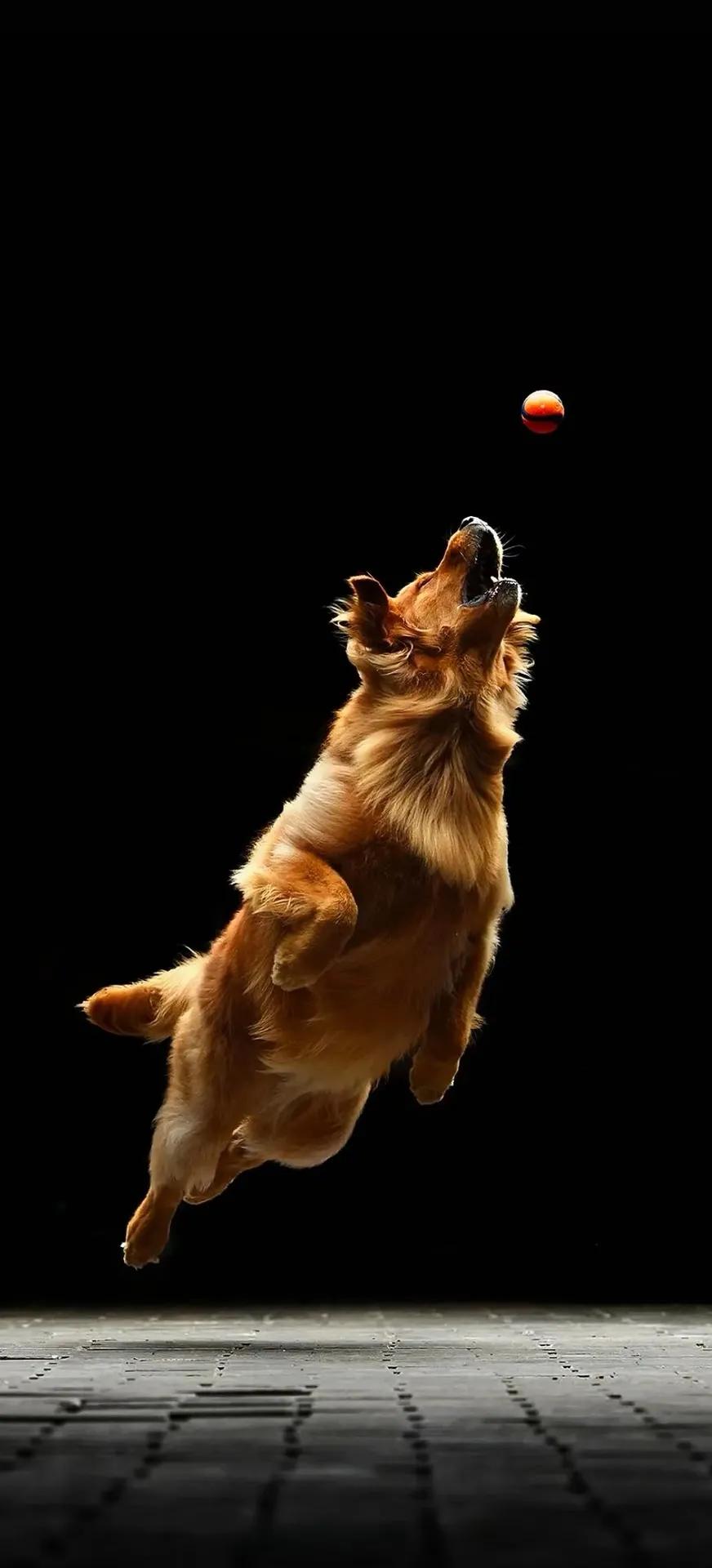 黑色背景小鹿壁纸,高清黑色背景壁纸图片