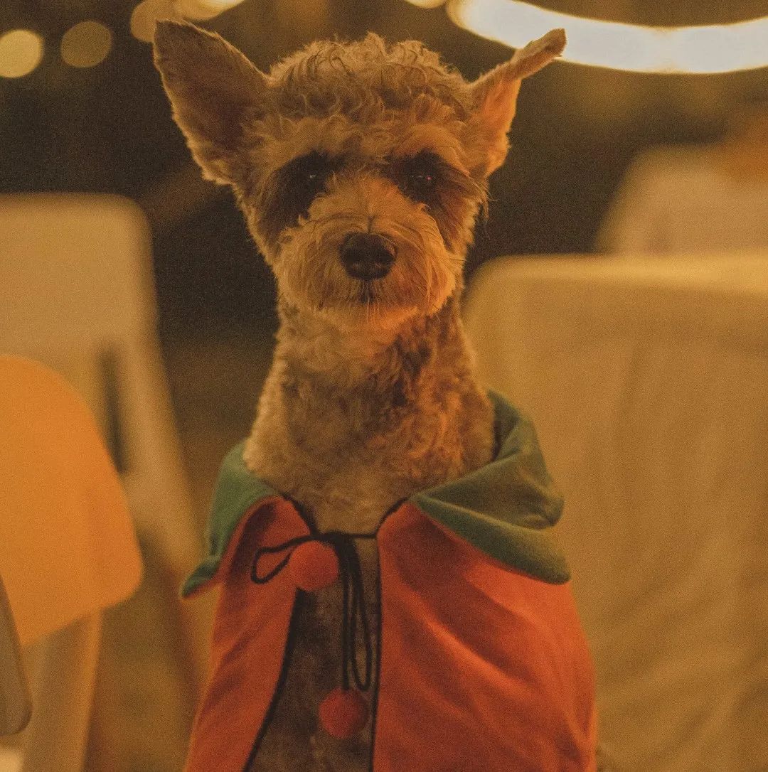 萌宠万圣狂欢夜,萌宠露营云龙区