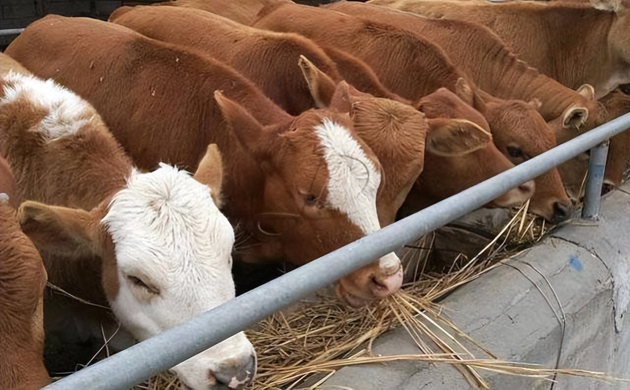 养牛人一般喂牛怎样喂,怎样喂牛长得又肥又快