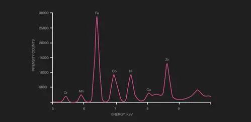 公母豚鼠体型对比,豚鼠雌雄区别