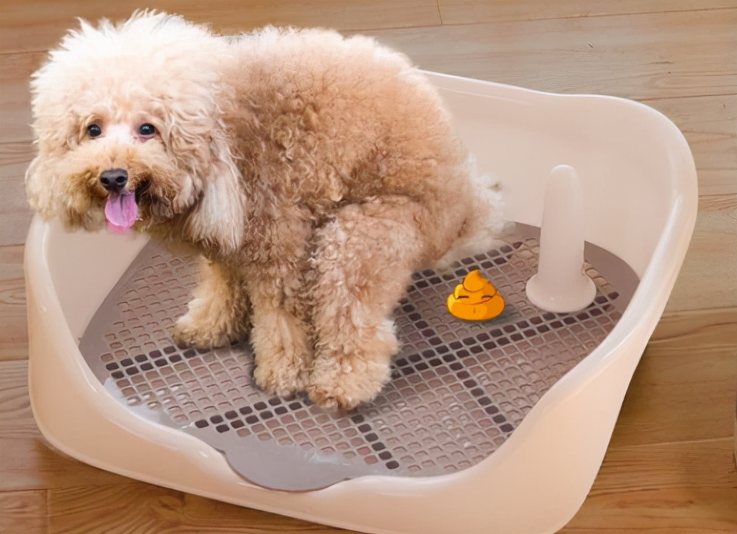 泰迪犬该如何训练视频讲解,泰迪犬怎么训练十大基础动作