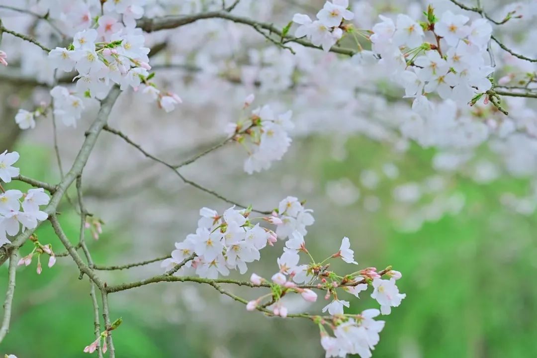 樱花季日本小众赏樱,樱花季全球赏樱胜地盘点