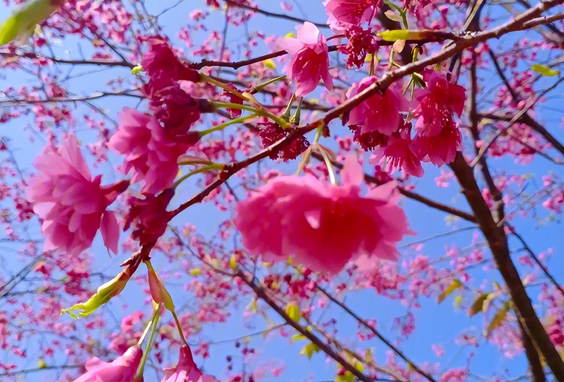 郑州赏花游玩推荐景点,郑州踏青旅游攻略